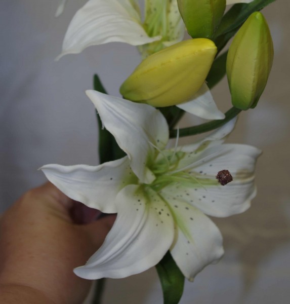 Lilie weiß 2 Blüten